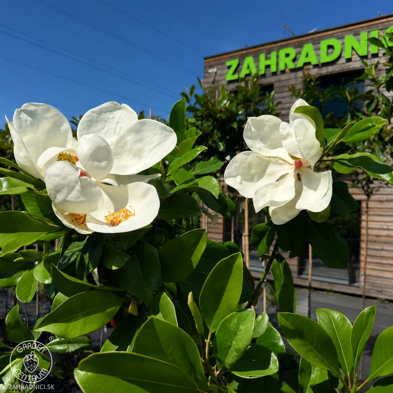 Obrázok Magnólia veľkokvetá (Magnolia grandiflora) ´GALLISONIENSIS´ - výška 250-270 cm, kont. C25L, obvod kmeňa 6/8 cm - NA KMIENKU